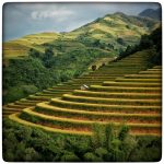 Vietnam - Rice Field