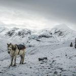 Nepal - a horse in the beautiful landscape of Annapurna