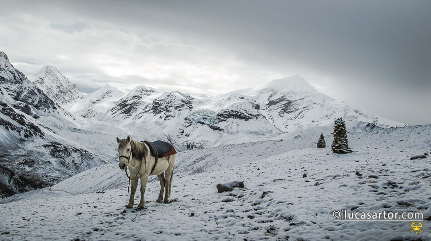 Nepal - a horse in the beautiful landscape of Annapurna