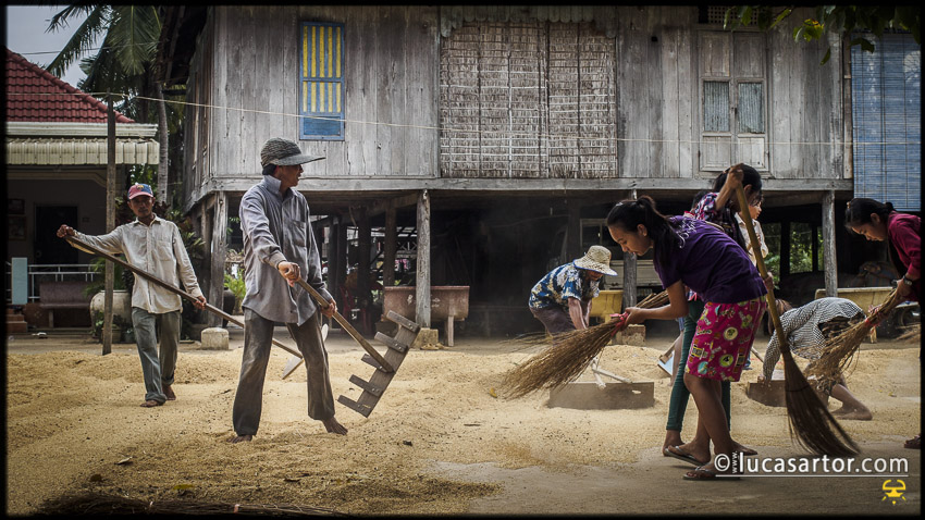 Cambodia - rice farmers at work