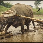 Water bufalo in Sumatra - Indonesia