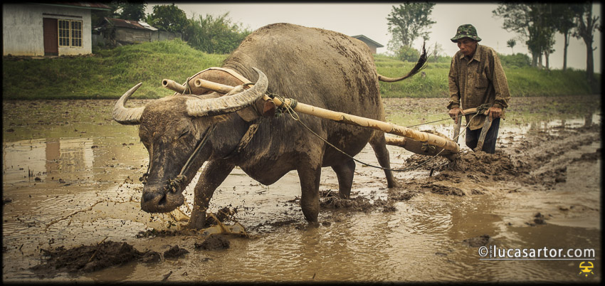 Water bufalo in Sumatra - Indonesia