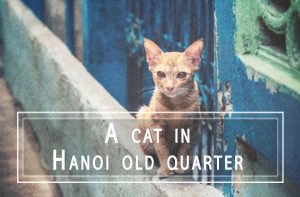 A cat in Hanoi old quarter